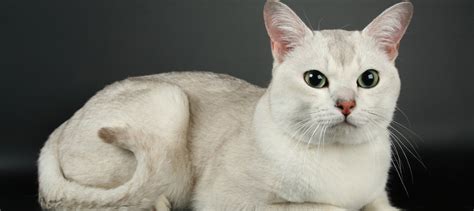 burmilla1|Burmilla: Cat Breed Profile, Characteristics & Care